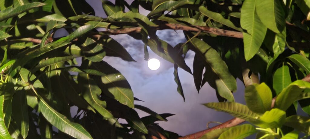 photograph of a full moon seen through tree leaves