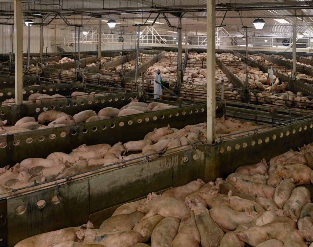 photograph of a pig factory farm floor