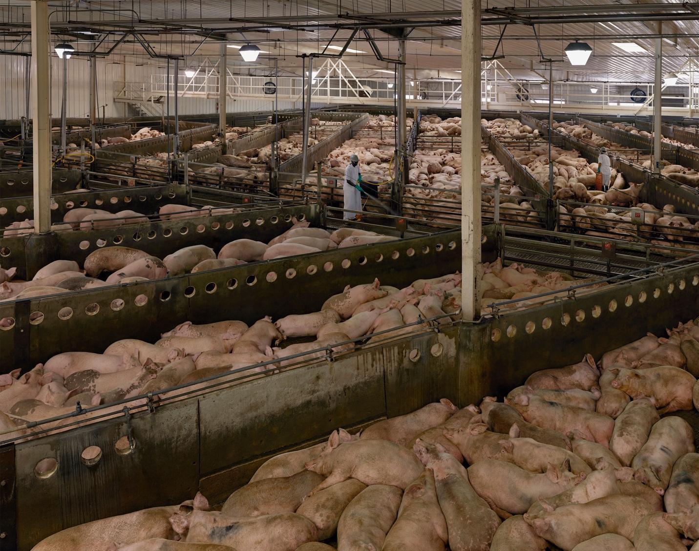 photograph of a pig factory farm floor